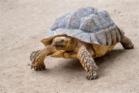  A Tortoise and its Shadow  將慢板的悲傷與高昂的希望交織在一起